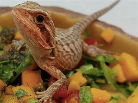 What Vegetables Can a Bearded Dragon Eat? - Reptile District