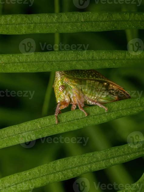 Adult Typical Treehopper 3780615 Stock Photo at Vecteezy