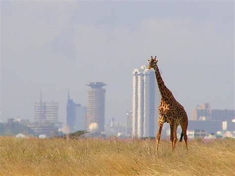 Nairobi National Park | Kenya Wildlife Service