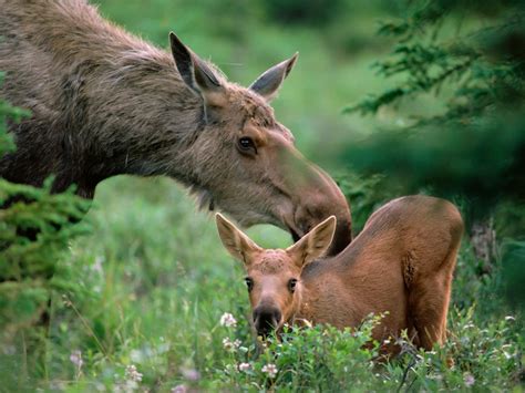 Baby Moose Wallpapers - Wallpaper Cave