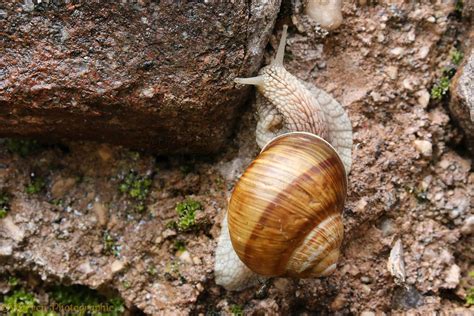 Roman snail (Helix pomatia) photo WP43885