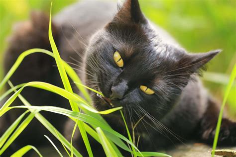 Why Do Cats Eat Grass? And When Is It A Big Deal? | Tractive