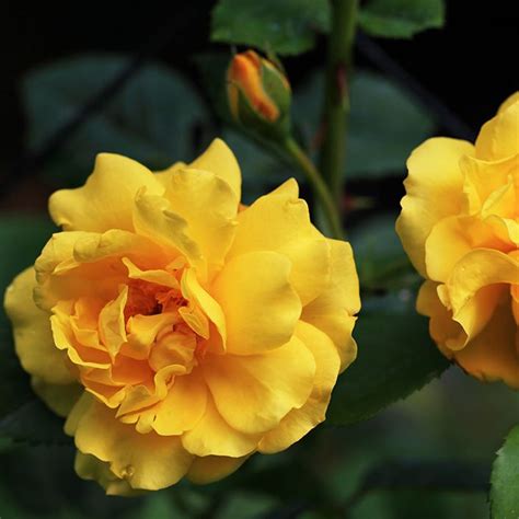 yellow knockout roses | Double Knockout Rose - Plano Stone Yard and Wholesale Nursery ...