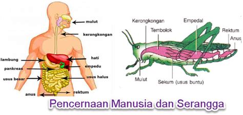 Sistem Pencernaan Hewan dan Manusia