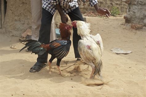 File:Indian Cock Fight.jpg - Wikipedia