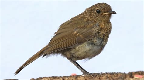 How To Feed & Care For A Baby Robin