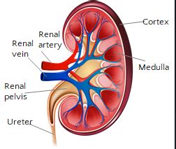 Kidney Diagram Labeled