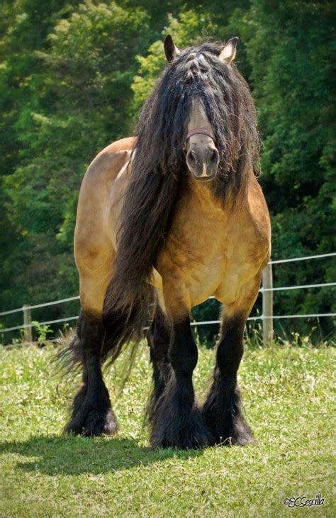 17 Best images about BUCKSKIN HORSES on Pinterest | Beautiful, Coloring ...