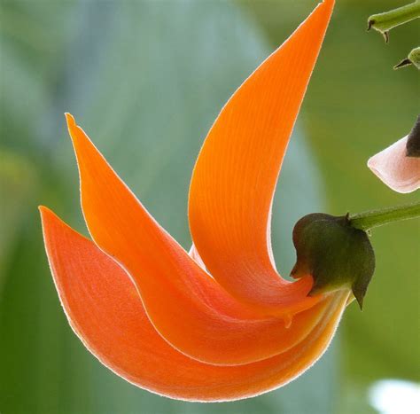 Flower of the Flame of the Forest Tree | Smithsonian Photo Contest ...