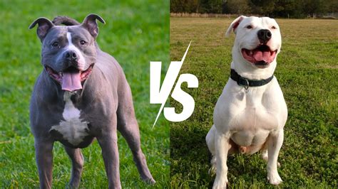 Pitbull Vs Bulldog - What's The Difference? - Yeolay.com