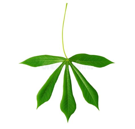 Beautiful Cassava leaf stock photo. Image of industry - 156116158