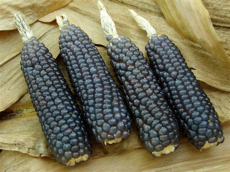 Good Year For Blue Corn - The Farm