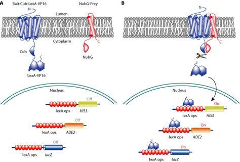 Utilizing the Split-Ubiquitin Membrane Yeast Two-Hybrid System to ...