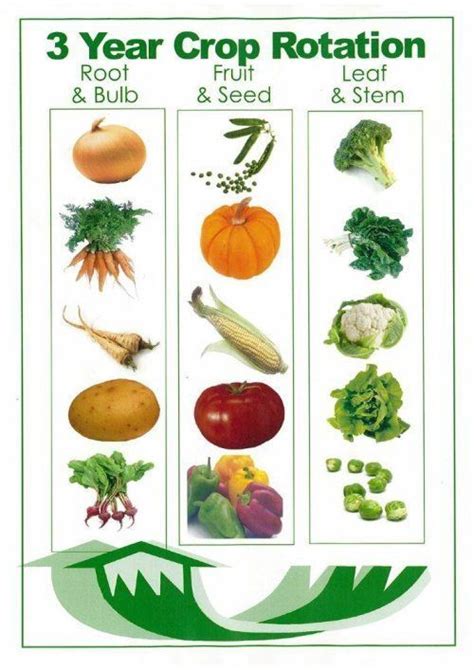 Crop rotations | Veggie garden, Food garden, Veg garden