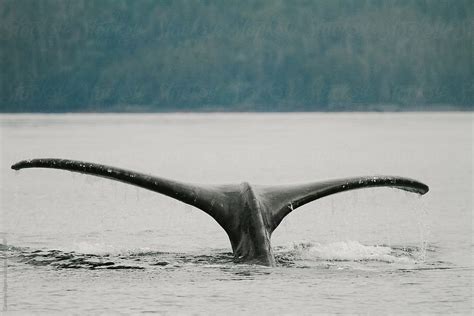 "Humpback Whale Fluke" by Stocksy Contributor "Cameron Zegers" - Stocksy