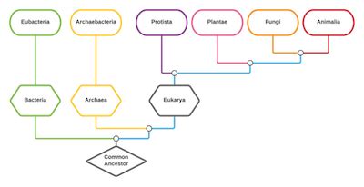 Taxon | Definition, Rank & Examples - Lesson | Study.com