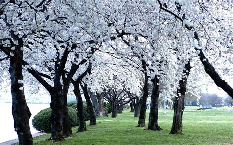 White Cherry Blossoms HD wallpaper | Wallpaper Flare