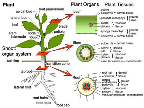 17 Best images about Plant anatomy on Pinterest | Something new, Shape ...