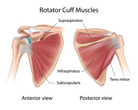 Rotator Cuff Injuries - Symptoms, Causes and What To Do - Fremantle Massage Therapy