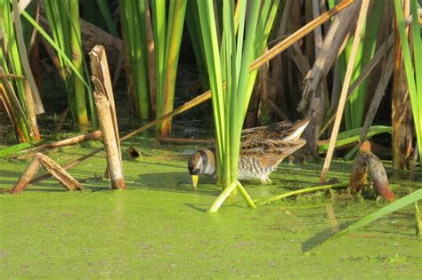 The Celery Fields at Sarasota — Hernando Audubon Society