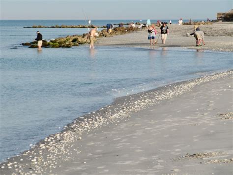 Fossil Sharks' Teeth in Venice Florida