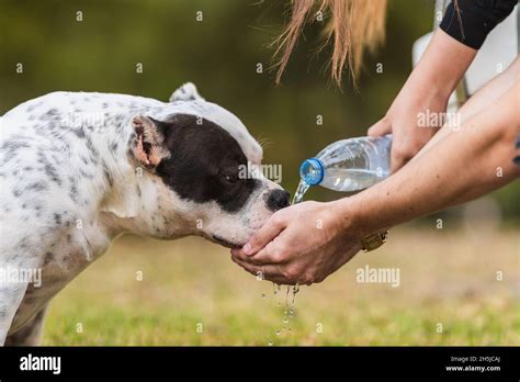 Woman giving water with the hands to an American bully dog in a park ...