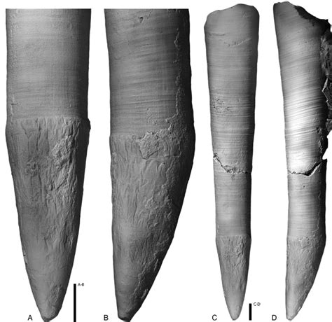 Apex of Cameroceras turrisoides sp. nov., NRM-PZ Mo 9264, Kallholn ...