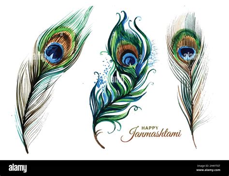 Hand draw peacock feathers set design Stock Vector Image & Art - Alamy