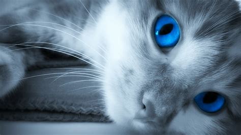 HD wallpaper: cat, blue eyes | Wallpaper Flare