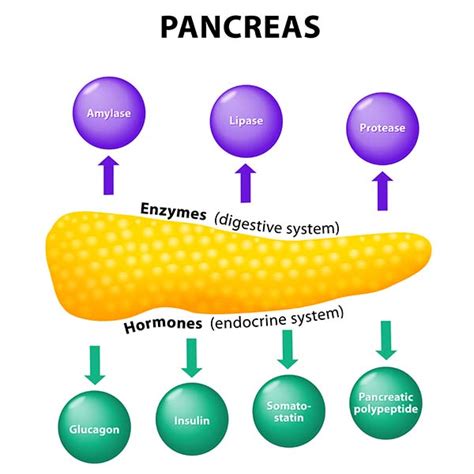 Top 5 Best Digestive Enzymes for Dogs Digestion Problems (2017)