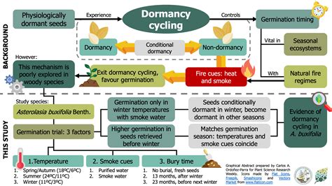 Evidence for physiological seed dormancy cycling in the woody shrub ...