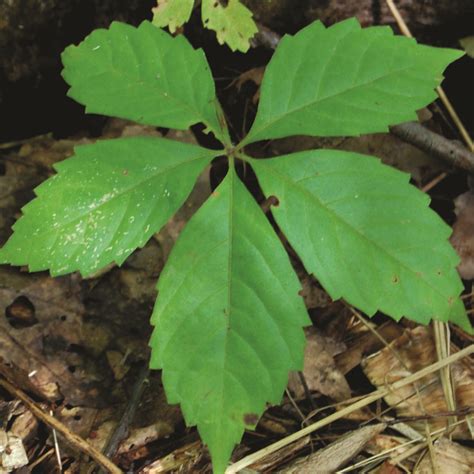 Parthenocissus quinquefolia · Earth@Home: Biodiversity