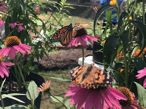 Virtually Visit the Frederick Meijer Gardens Butterfly Exhibit