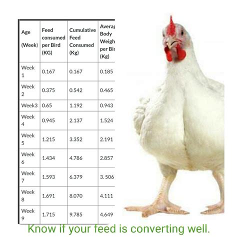 Broiler Feeding Chart and Expected Weight Per Week Chart