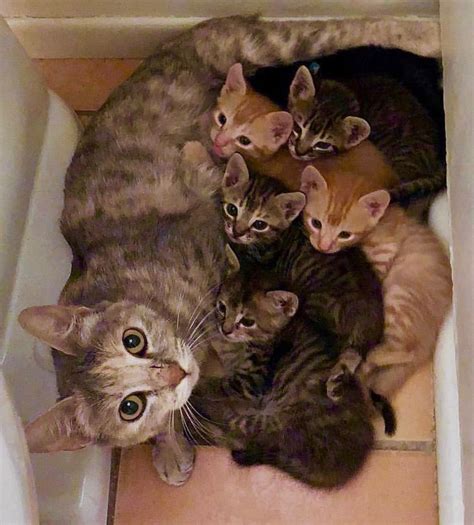 Mom and her kittens including orange tabby ginger cats | Pretty cats ...