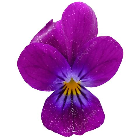 Purple Violet Flower, Real, Violet, Flower PNG Transparent Clipart ...