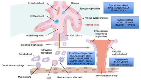 IJMS | Free Full-Text | Human Chorionic Villous Differentiation and ...