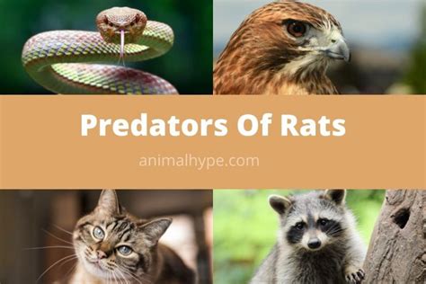 What Eats Rats? (17 Rat Predators) - Animal Hype