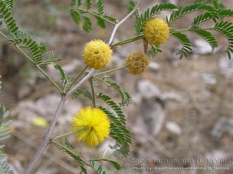 Acacia Planta Medicinal