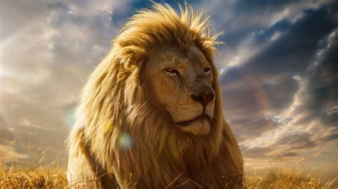 Lion King 4K Wallpapers - Top Free Lion King 4K Backgrounds - WallpaperAccess
