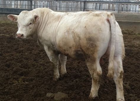 Charolais Bull Sale - Buy this bull 1st Saturday in April