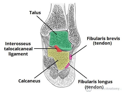 The Subtalar Joint - Ligaments - Neurovascular - TeachMeAnatomy