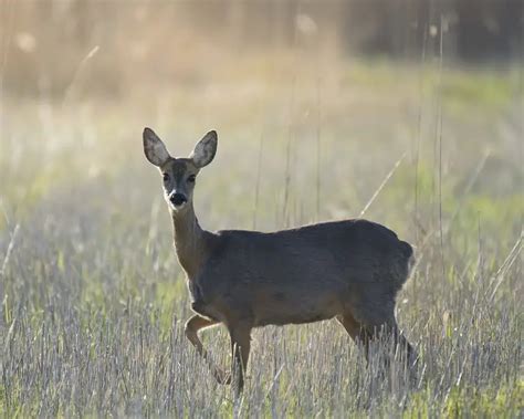 Roe Deer - Facts, Diet, Habitat & Pictures on Animalia.bio