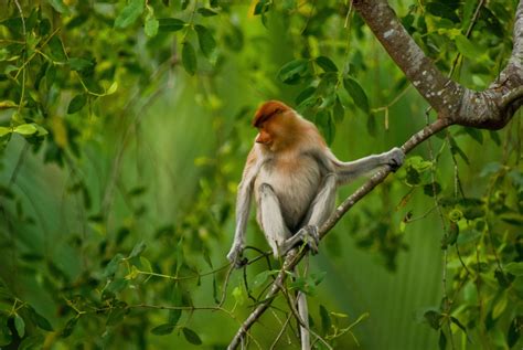 Can Indonesia build a ‘green’ capital in a biodiversity hotspot ...