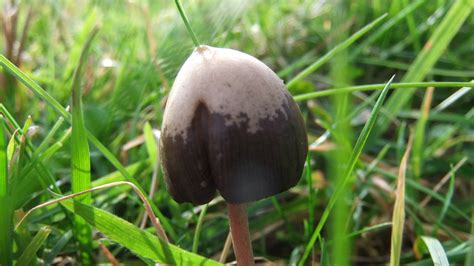 **Official UK Liberty cap mushroom season 2014** - Mushroom Hunting and ...