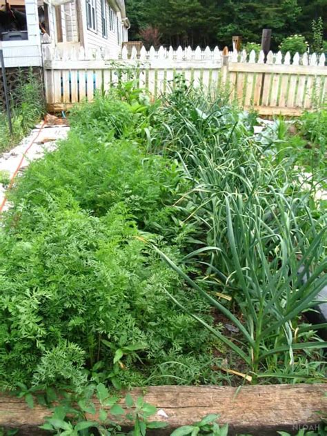 Growing Carrots In A Raised Bed - Step By Step • New Life On A Homestead