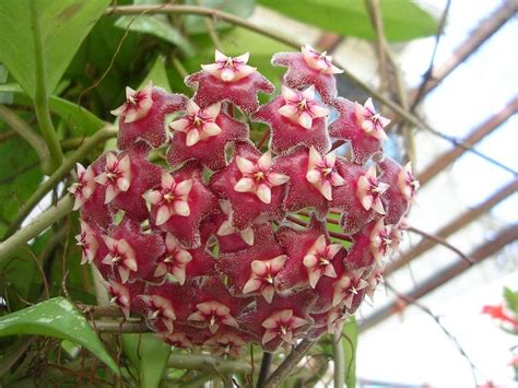 50Pcs Hoya Flower Seeds – Passion For Plantation