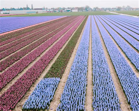 Where to Find the Best Fields of Tulips in The Netherlands - That One ...