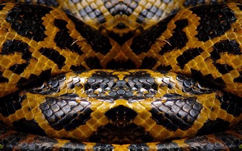 wallpaper: Snake Skin Wallpapers