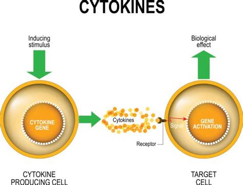 20+ Cytokine Release Syndrome Stock Photos, Pictures & Royalty-Free Images - iStock